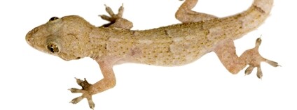 Gekon Foto: Depositphotos