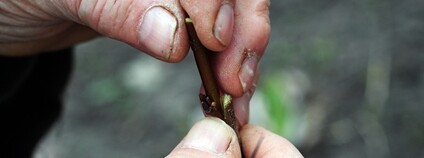 Roubování stromku Foto: Depositphotos