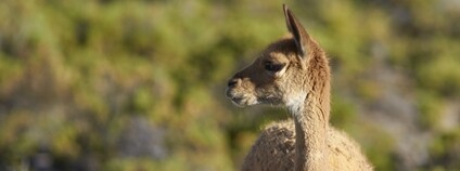 Lama vikuňa Foto: Depositphotos