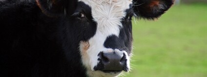 Kráva na pastvě Foto: Depositphotos