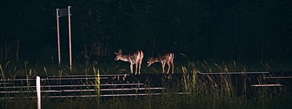 Vysoká zvěř u dálnice Foto: Depositphotos