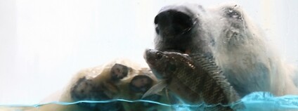 Lední medvědi ve vodě v singapurské zoo Foto: Depositphotos