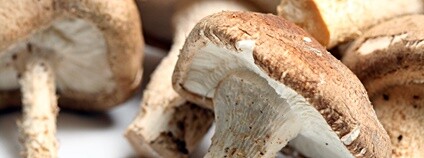 Houby shitake Foto: Depositphotos