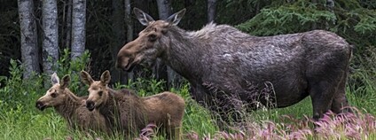 Losice s mláďaty na Aljašce Foto: Depositphotos