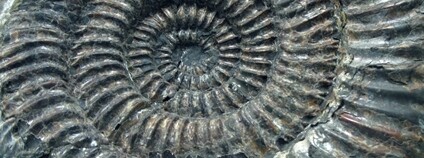 Amonit Foto: Depositphotos