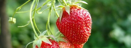 Jahody na větvičve Foto: Depositphotos