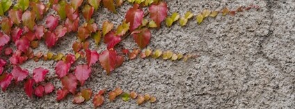 Popínavá rostlina Foto: Depositphotos