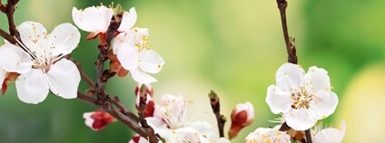 Květ meruňky Foto: Depositphotos