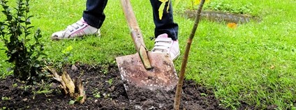 Dítě sází strom Foto: Depositphotos