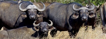 Buvol africký Foto: Depositphotos