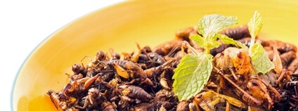 Hmyz na talíři Foto: Depositphotos