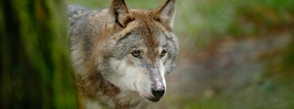 Vlk Foto: Depositphotos