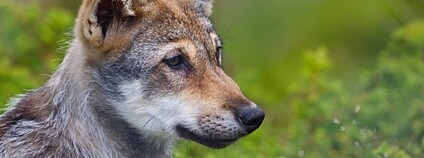 Mládě vlka Foto: Depositphotos