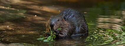 Bobr kanadský Foto: Depositphotos