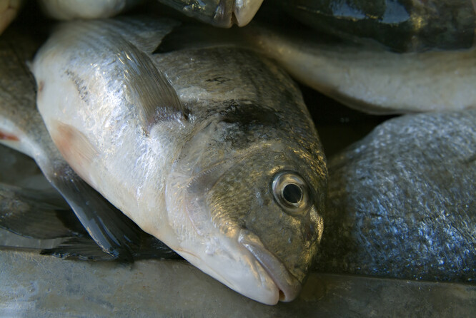 V tomto ročním období jsou obvyklé teploty v laguně sedm až osm stupňů. Letos se teploty přiblížily nule.