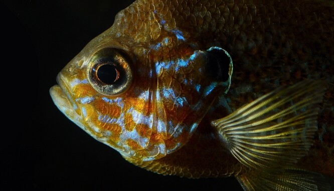 Slunečnice pestrá je ryba původem ze Severní Ameriky šířící se po Evropě, která figuruje na takzvaném černém unijním seznamu a nesmí se vypouštět do volných vod.