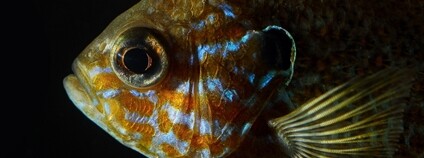 Slunečnice pestrá Foto: Depositphotos