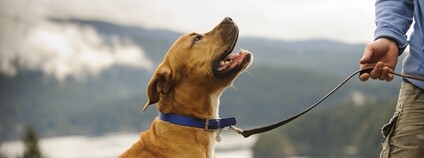 Americký Pitbullterrier s páníčkem Foto: Depositphotos