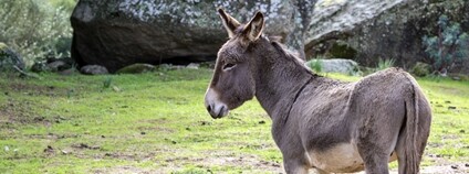 Osel Foto: Depositphotos