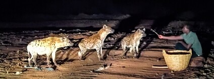 Muž krmící hyeny skvrnité v etiopském Hararu Foto: Homocosmicos Depositphotos