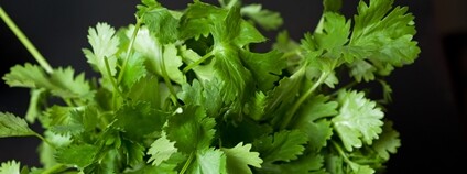 Koriandr Foto: Depositphotos