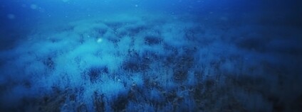 Mořské dno Foto: Depositphotos