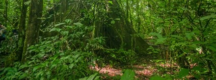 Amazonský prales Foto: Depositphotos