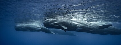 Vorvani obrovští Foto: Depositphotos