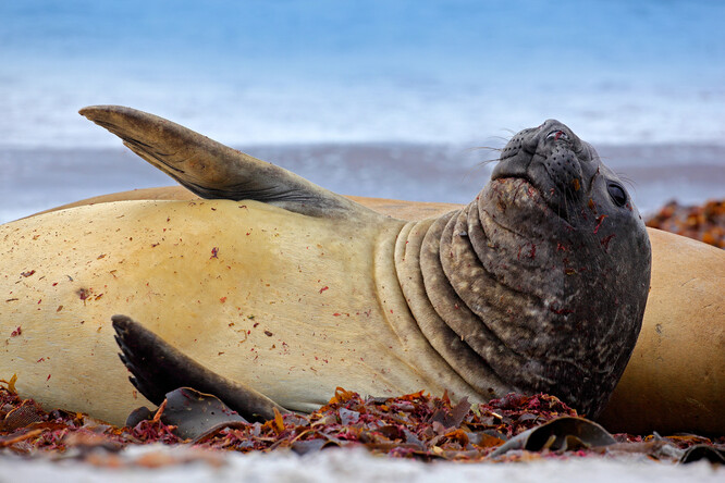 Rypouši severní tráví většinu života ve vodě, ale vydávají se na souš kvůli páření a línání srsti