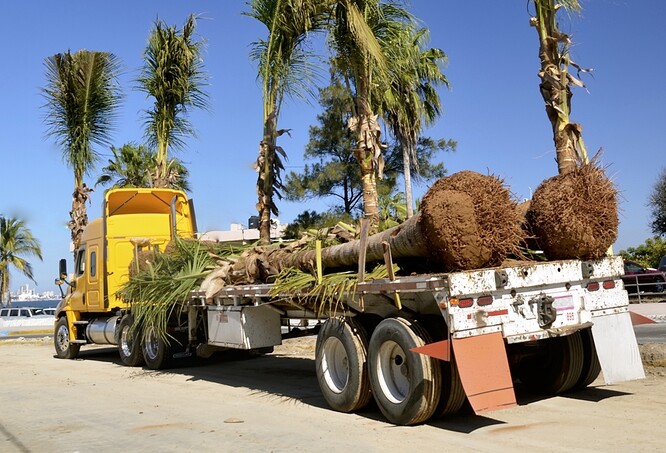 Nejvíc na dračku teď jdou rozrostlé palmy, baobaby, fíkovník banyán, exotické ořešáky, mnohasetleté olivovníky a duby. Ilustrační foto