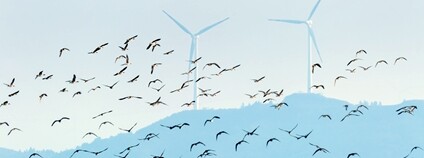 Větrné elektrárny a ptáci Foto: Depositphotos
