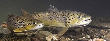 Pstruh obecný Foto: Depositphotos