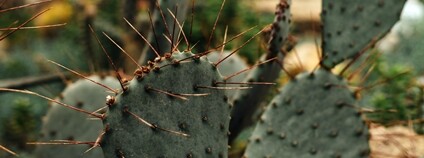 Opuncie Foto: Depositphotos