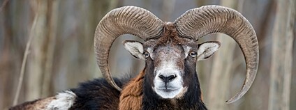 Muflon Foto: Depositphotos