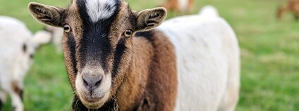 Koza Foto: Depositphotos