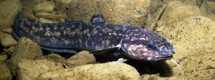 Mník jednovousý Foto: Depositphotos