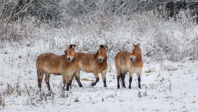 Koně Převalského byli do černobylské zóny pokusně vypuštěni v 90. letech. Z původních 36 kusů se jejich populace zvýšila na odhadem více než sto. Ilustrační foto