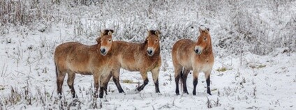 Koně Převalského v zasněžené krajině Foto: Depositphotos