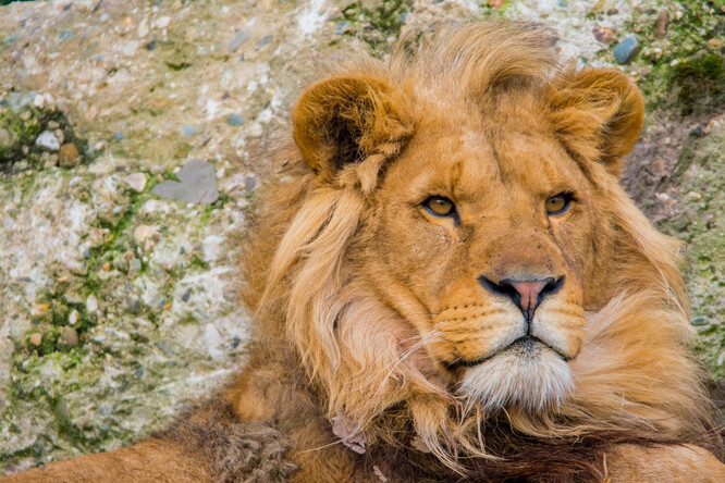 Lev berberský byl už v přírodě vyhuben, přežívá jen díky záchovným programům v zoologických zahradách.