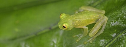 rosněnka Valeriova Foto: Depositphotos