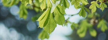 Jírovec maďal Foto: Depositphotos