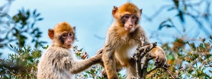 Makak na Gibraltaru Foto: Depositphotos