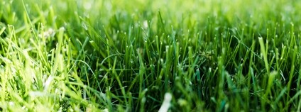 Trávník Foto: Depositphotos