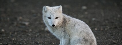 Liška polární Foto: Depositphotos
