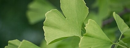 Jinan dvojlaločný Foto: Depositphotos