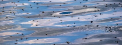 Rojení komárů na vodní hladině Foto: Depositphotos