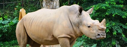 Nosorožec v zoo Foto: Depositphotos