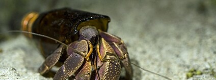 Rak poustevníček se schránkou z PET lahve Foto: Depositphotos