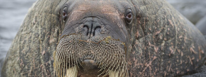 mrož Foto: Depositphotos