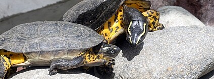 Tereka velká Foto: Depositphotos